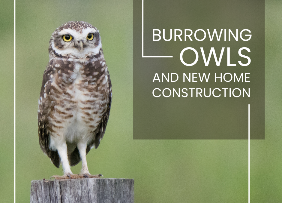 Burrowing Owls and New Home Construction