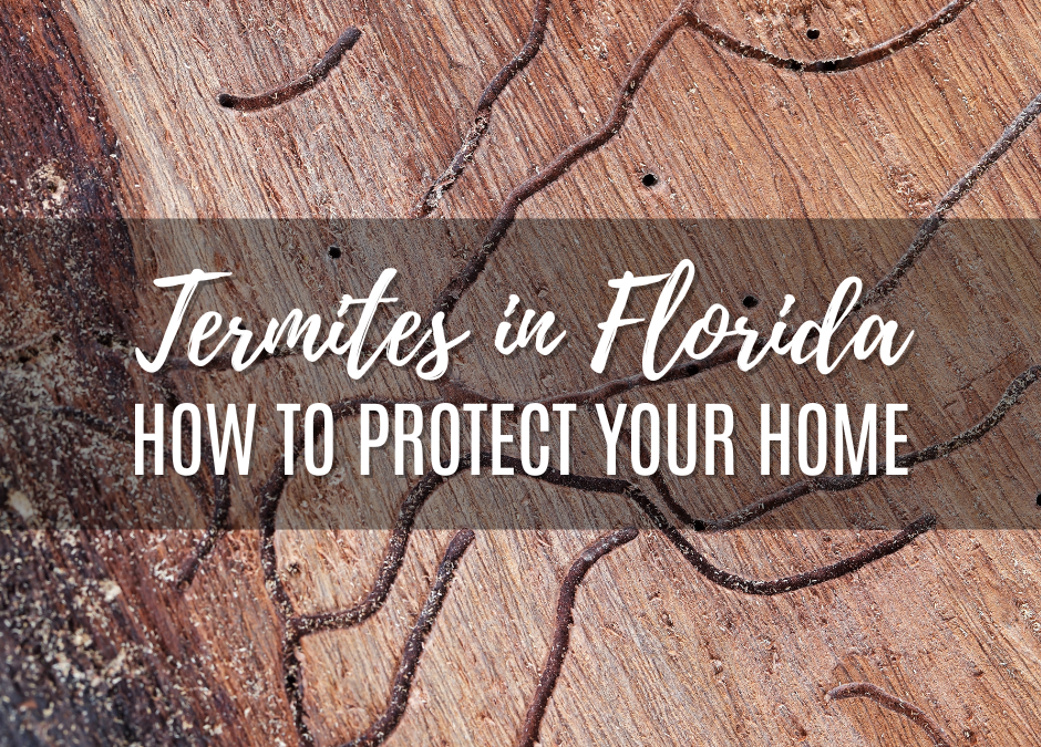 Termites in Florida: How to Protect Your Home